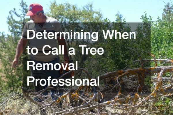 Determining When to Call a Tree Removal Professional